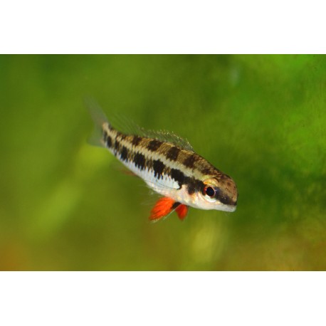 Crenicara filamentosa. Ciclido ajedrez