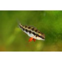 Crenicara filamentosa. Ciclido ajedrez