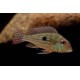 Geophagus sp. Alto Sinu