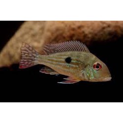 Geophagus sp. Alto Sinu