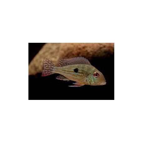 Geophagus sp. Alto Sinu