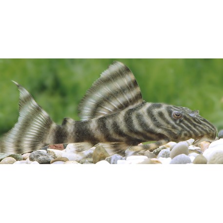 L002 Panaqolus vermiculata TIGER