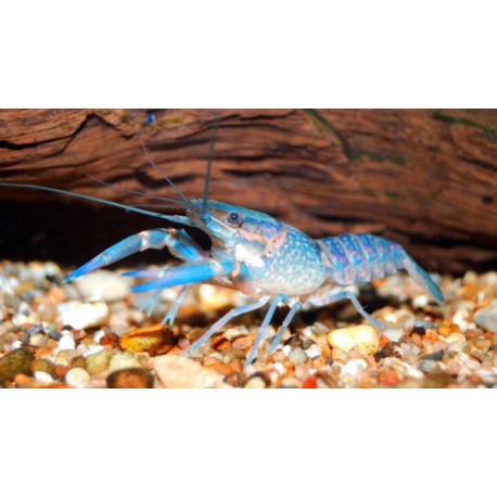 Cherax quadricarinatus