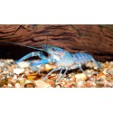 Cherax quadricarinatus