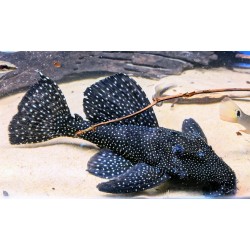 L240 Leporacanthicus galaxias