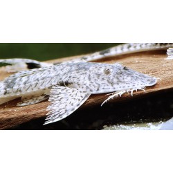 Pseudohemiodon apithanos