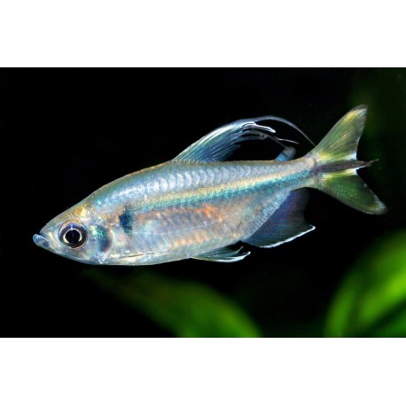 Alestopetersius caudalis. Tetra de cola amarilla del Congo