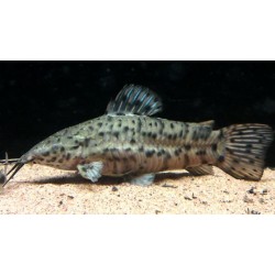 Megalechis Thoracata