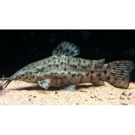 Megalechis Thoracata Albino