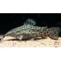 Megalechis Thoracata