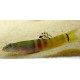Schistura cf. balteata. Locha sumo