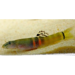 Schistura cf. balteata. Locha sumo