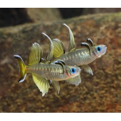 Pseudomugil signifer