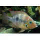 Thorichthys panchovillai Rio Mixtequita F2