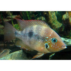 Thorichthys panchovillai Rio Mixtequita F2