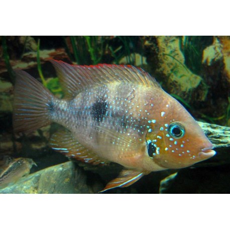 Thorichthys panchovillai Rio Mixtequita F2