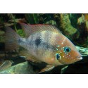 Thorichthys panchovillai Rio Mixtequita F2