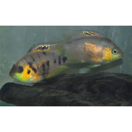 Amatitlania altoflava Rio caña Panama