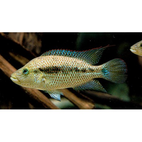 Chiapaheros grammodes