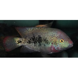 Vieja hartwegi Rio Comitan